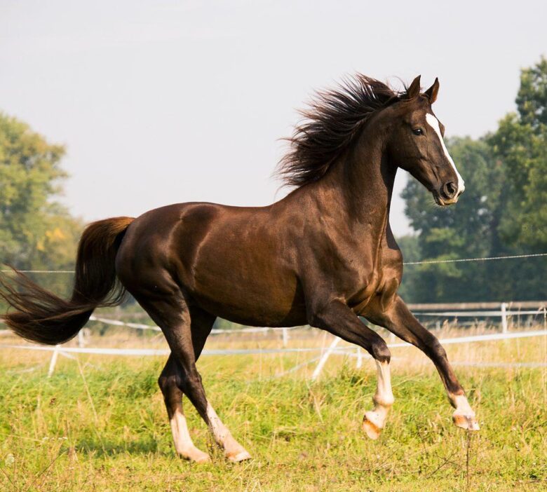 EquineExcellence:UnderstandingHorseAnatomyandPhysiology